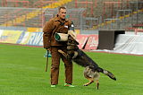 Aro vom Hunde-Hager