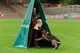 Aro vom Hunde-Hager