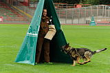 Aro vom Hunde-Hager