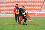 Axel Marshall Dogs