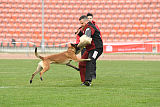 Axel Marshall Dogs