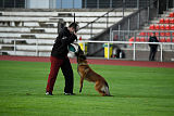 working-dog Bradana