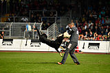 Pancho vom Marksbachtal