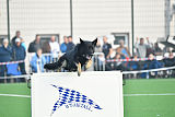 Pancho vom Marksbachtal