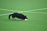 Pancho vom Marksbachtal