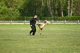 Braddock vom Streitwald