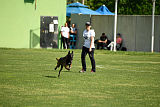 Atas of Hungarian Working Dogs