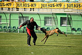 Falco Marshall Dogs