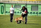 Falco Marshall Dogs