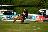 working-dog Bradana