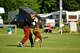 working-dog Bradana