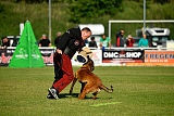 working-dog Bradana