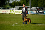 working-dog Bradana