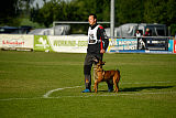 working-dog Bradana