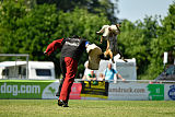 Abby belgischer Wolf von Malihattan