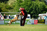 Abby belgischer Wolf von Malihattan