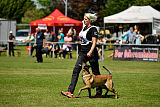 Abby belgischer Wolf von Malihattan