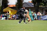 working-dog Bradana