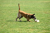 Cadha Force Canina