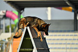 Antey Hitzig Hund