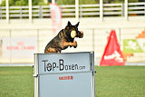 Antey Hitzig Hund