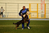 Antey Hitzig Hund