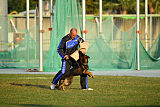 Antey Hitzig Hund