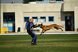 working-dog Bradana