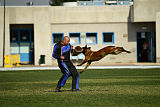 working-dog Bradana