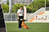 working-dog Bradana