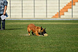 working-dog Bradana