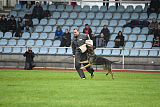 Bushido von Hund und Sport