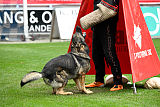 Duke vom Spektefeld
