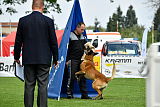 Brisko vom Greifenring