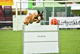 Kiolo vom Falkenstock