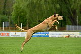 Rocket (de Boer)