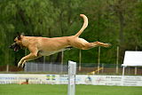 Rocket (de Boer)