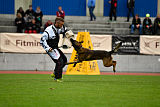 Parendo Vinces Captain Koons
