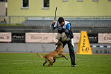Catlyn vom Clan der Wolfe