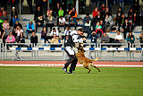 Aramis Red Devils Dog
