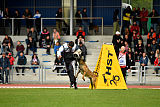 Aramis Red Devils Dog