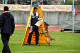 Safft Security's Coxie