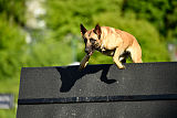 Caja von der schwarzen Mamba