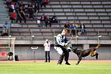 Halden NPA Detection Dog