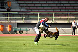 Halden NPA Detection Dog