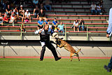 Aramis Red Devils Dog