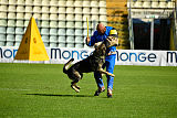 Galax de Jardines del Real