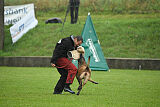 Wespe vom Further Moor