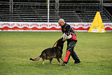 Dingo