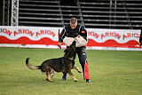 Dingo